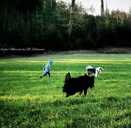 Hunde beim Toben auf einer weiten Wiese