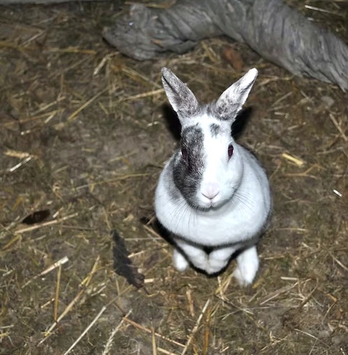 Kaninchen in artgerechter Umgebung – echtes Foto aus der Tierpension
