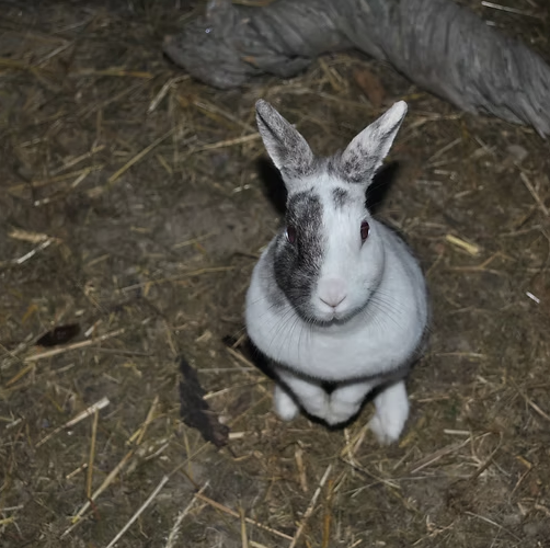 Weiss-graues Kaninchen im Aussengehege