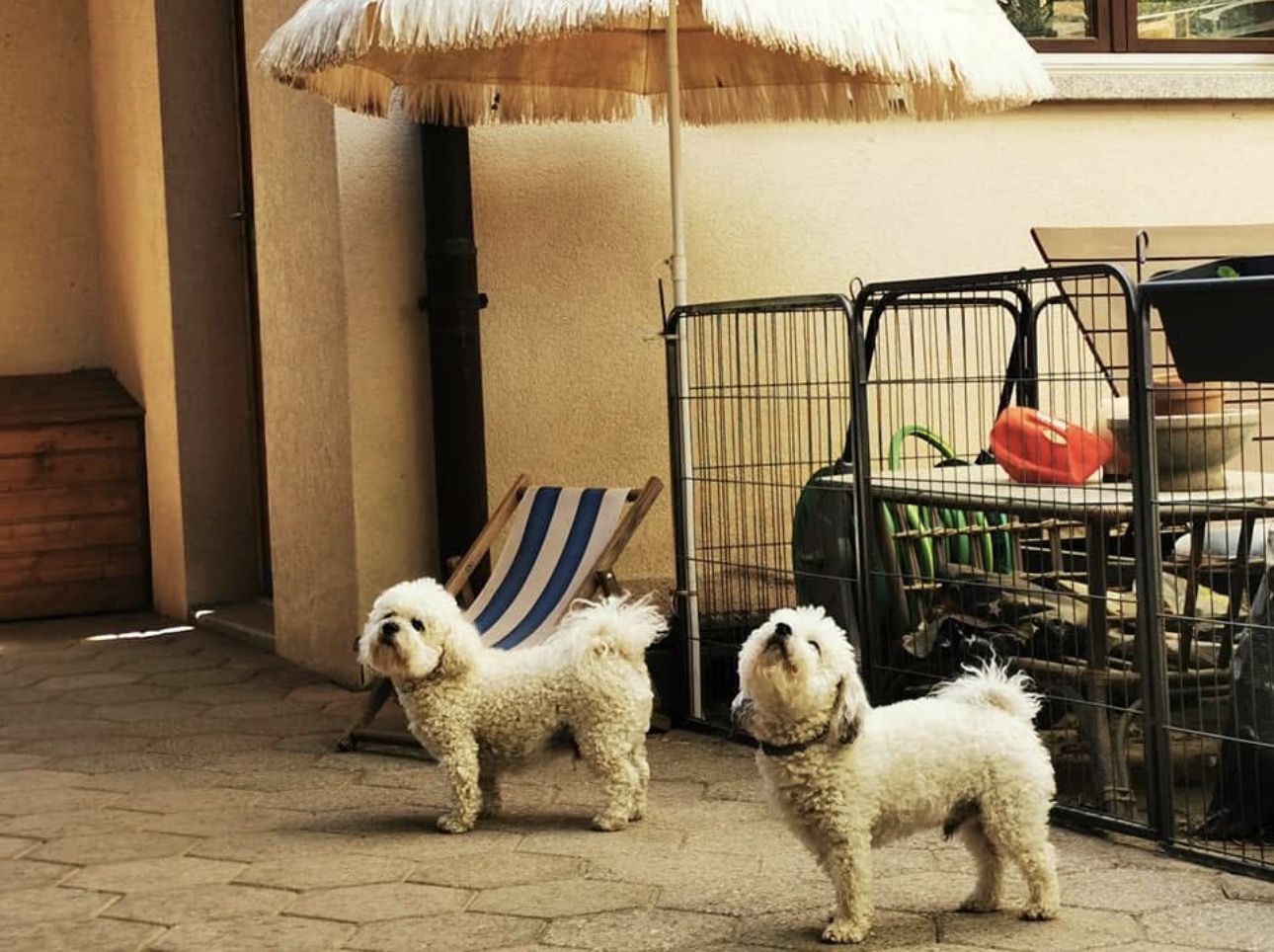Zwei Hunde auf der sonnigen Terrasse