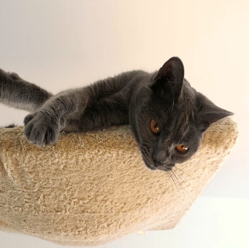 Graue Katze entspannt auf einem kuscheligen Katzenbett