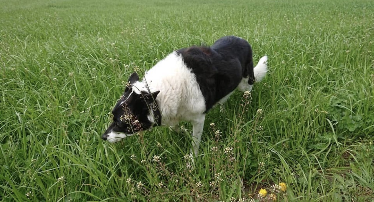 Hund schnuppert entspannt auf einer Blumenwiese