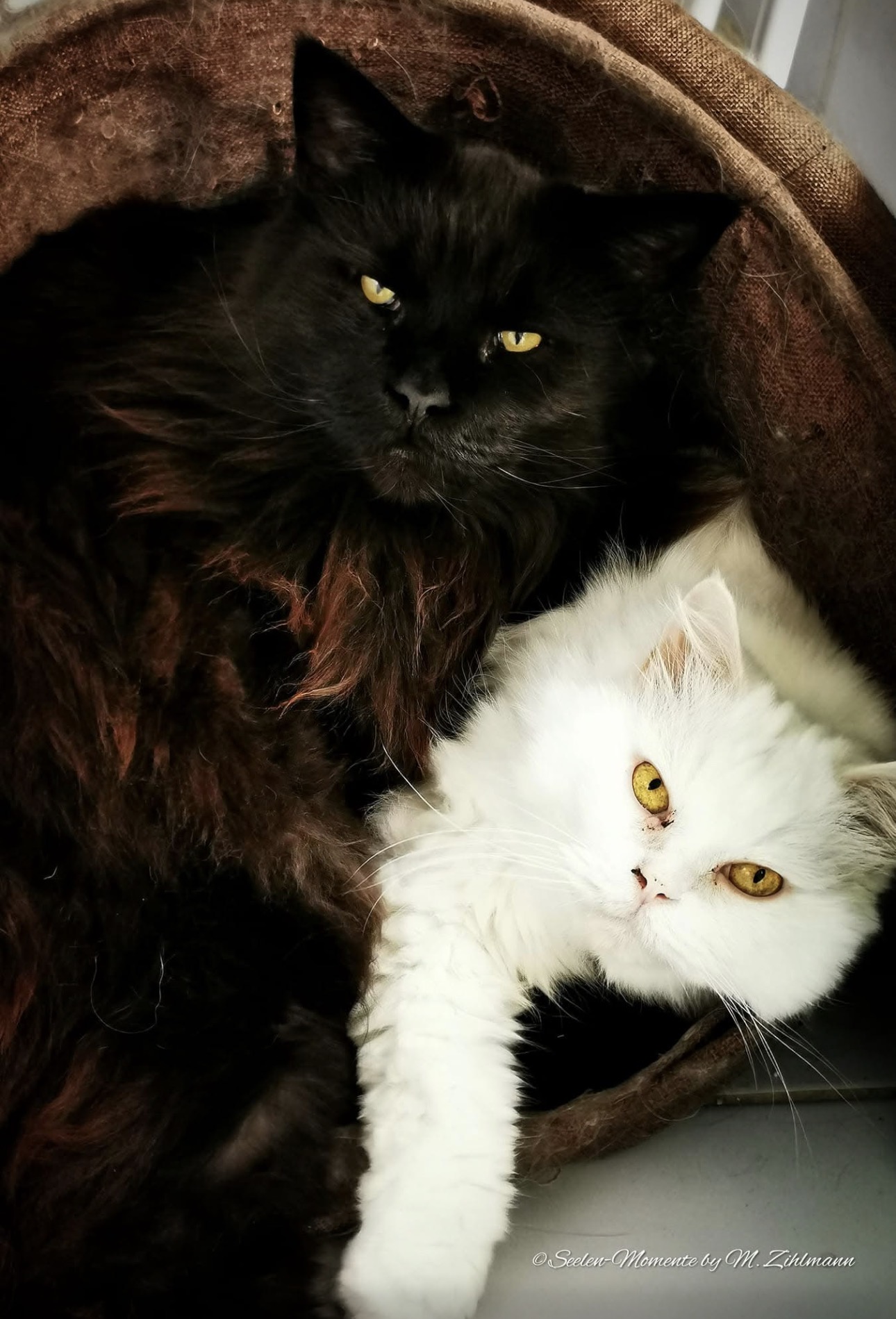 Schwarze und weisse Katze kuscheln im Korb