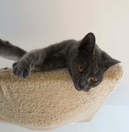 Graue Katze entspannt auf einem Kratzbaum